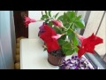 комнатные цветы дипладения
