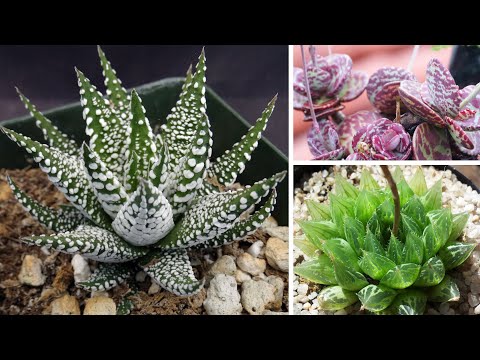 Video: Prendersi cura del cactus bruciato dal sole - Informazioni sulle scottature solari del cactus