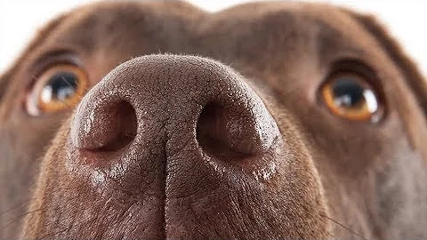 ¿Pueden los animales oler la tristeza?