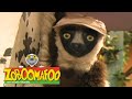 Zoboomafoo with the kratt brothers spots  stripes  full episodes compilation