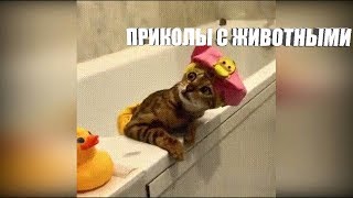 ЛУЧШИЕ ПРИКОЛЫ С ЖИВОТНЫМИ ЗА СЕНТЯБРЬ