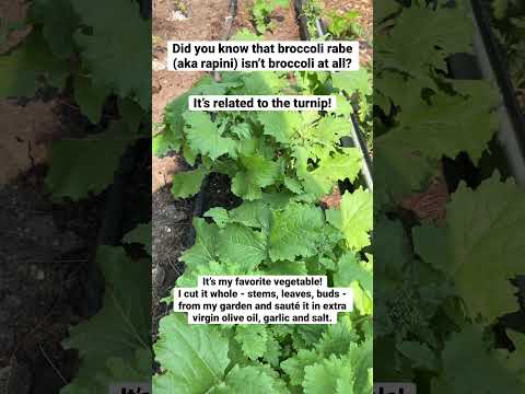 Video: Growing Broccoli Rabe: Planting Broccoli Rabe i trädgården