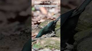 Racquet-tailed Treepie feeding on the forest floor #birds #wildlife #nature #nikon #birding