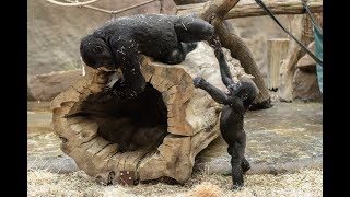 Young Gorilla Male Ajabu