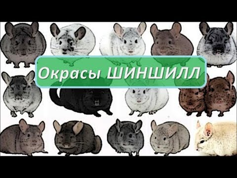 Окрасы ШИНШИЛЛ! Как их отличить? Самые ИЗВЕСТНЫЕ окрасы.