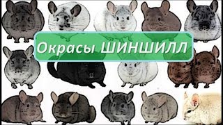 Окрасы ШИНШИЛЛ! Как их отличить? Самые ИЗВЕСТНЫЕ окрасы. Окрасы ШИНШИЛЛ! Как их отличить? Самые ИЗВЕСТНЫЕ окрасы.