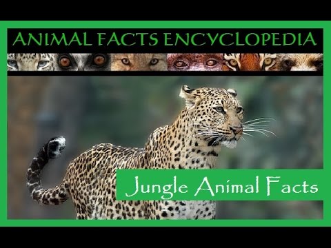 Jungle Animal Facts - YouTube