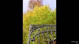 蕭邦【升F大調】《黑鍵練習曲》Chopin Etude Op 10 No.5