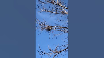 Ntsis Mias - Nquab ya tsis pom nquab zes, pom muaj tiag, 2/26/20.