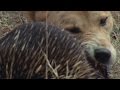 Echidna Behavior and Adaptations