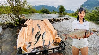 Fishing With Devil Slide traps fish to harvest 20kg per day| country girl