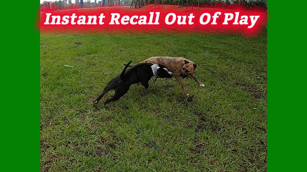 Instant Recall Out Of Play Matt Welch Dog Trainer Boca Raton Florida