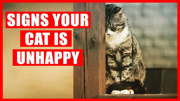 15 Signs Your Cat is Unhappy (NEVER IGNORE) - DayDayNews