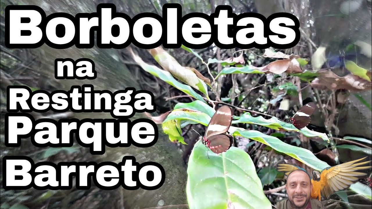 Borboletas no Parque Natural da Restinga do Barreto. Heliconius sara