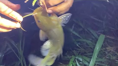 Cắm câu cá lăng suối trúng mánh #cauca#cắmcâu#calang#camcaucalang