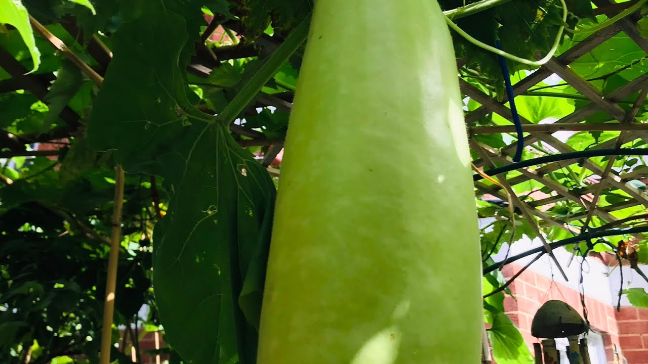 Garden view and Bangla Lou harvest with other vegetables. বাংলাদেশের লাউ বিলেতের মাটিতে।বাংলাদেশ/UK