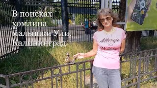 В поисках хомлина малышки Ули. Калининград. ДЕНЬ 3.