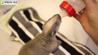 Hand Rearing Cute Baby Badger Cubs - First Feed!