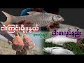 Carp Fishing Bait Making ငါးကြင်းစာ လုပ်နည်း