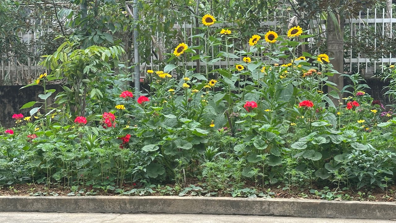 Bình yên bên vườn xinh ngày cuối năm 2025, chào năm mới 2026 cây cối xanh tốt trổ bông và đậu quả ạ.