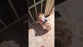 Hoje a Mel 🥰 obedeceu 🙄entrou sem correr 🐾🐾 mas foi direto pra vizinha 😂😂😂 não tem jeito 😂