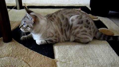 Video 1373081: snow spotted bengal
