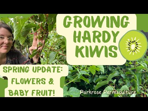 Βίντεο: Winter Care Of Hardy Kiwi - Does Hardy Kiwi Require Overwintering