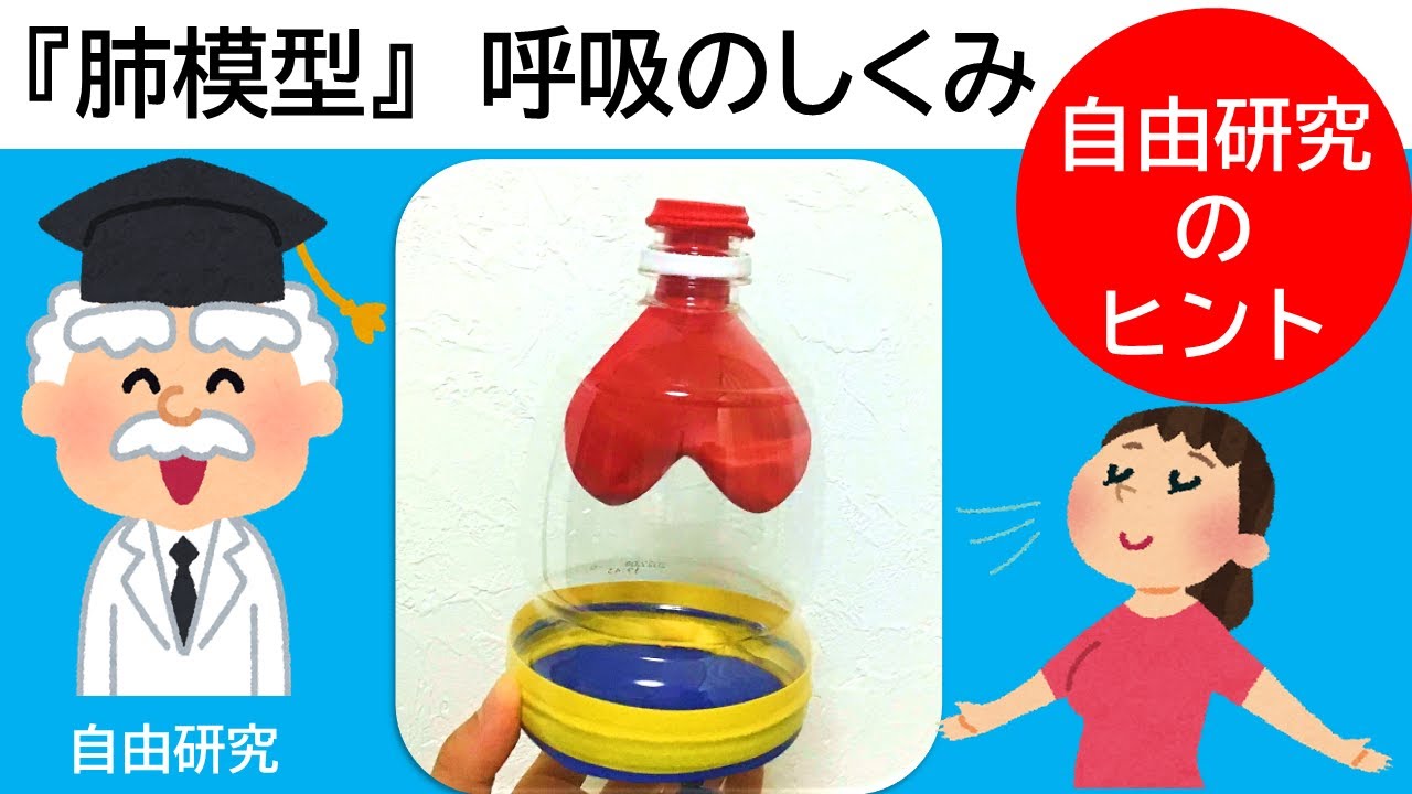 呼吸器 人体 模型 肺 科学あそび084 自由研究 肺模型 呼吸のしくみ 腹