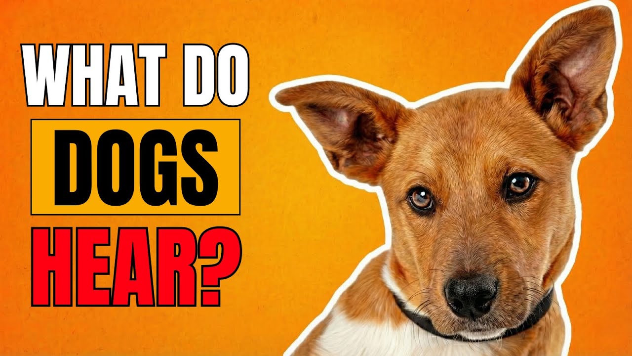 Что на самом деле слышат собаки, когда мы говорим?