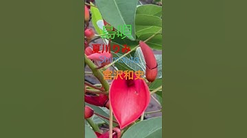 Thumbnail of ♯島唄♯夏川りみ＃沖縄#japanesesong