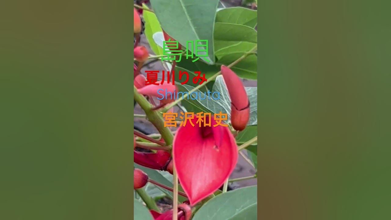 ♯島唄♯夏川りみ＃沖縄#japanesesong