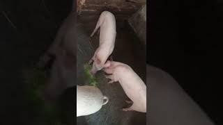 Feeding pigs with hydroponic fodder