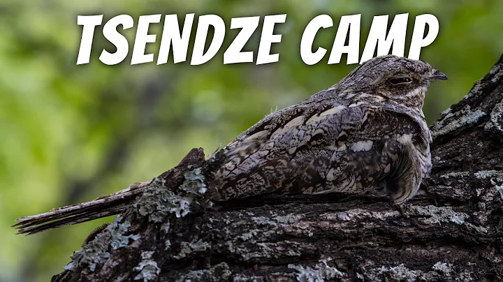 Kruger National Park - Day 7: Tsendze. NIGHTJAR, C...