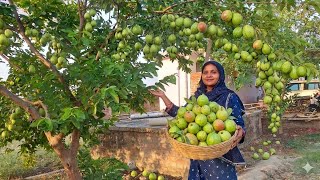 लाल 🍈अमरूद थाईलैंड 🍈अमरूद देसी 🍈अमरूद सब एक साथ तैयार हो रहे हैं देखकर बहुत खुशी मिली Guava Fruit 