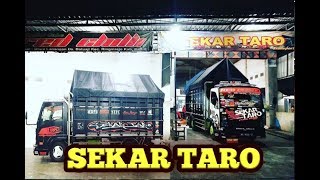 Cabe balap???????????!!!!!!!! Sekar taro || red chilli