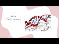 DNA Fingerprinting Class 12 Biology | NCERT Molecular Basis of Inheritance