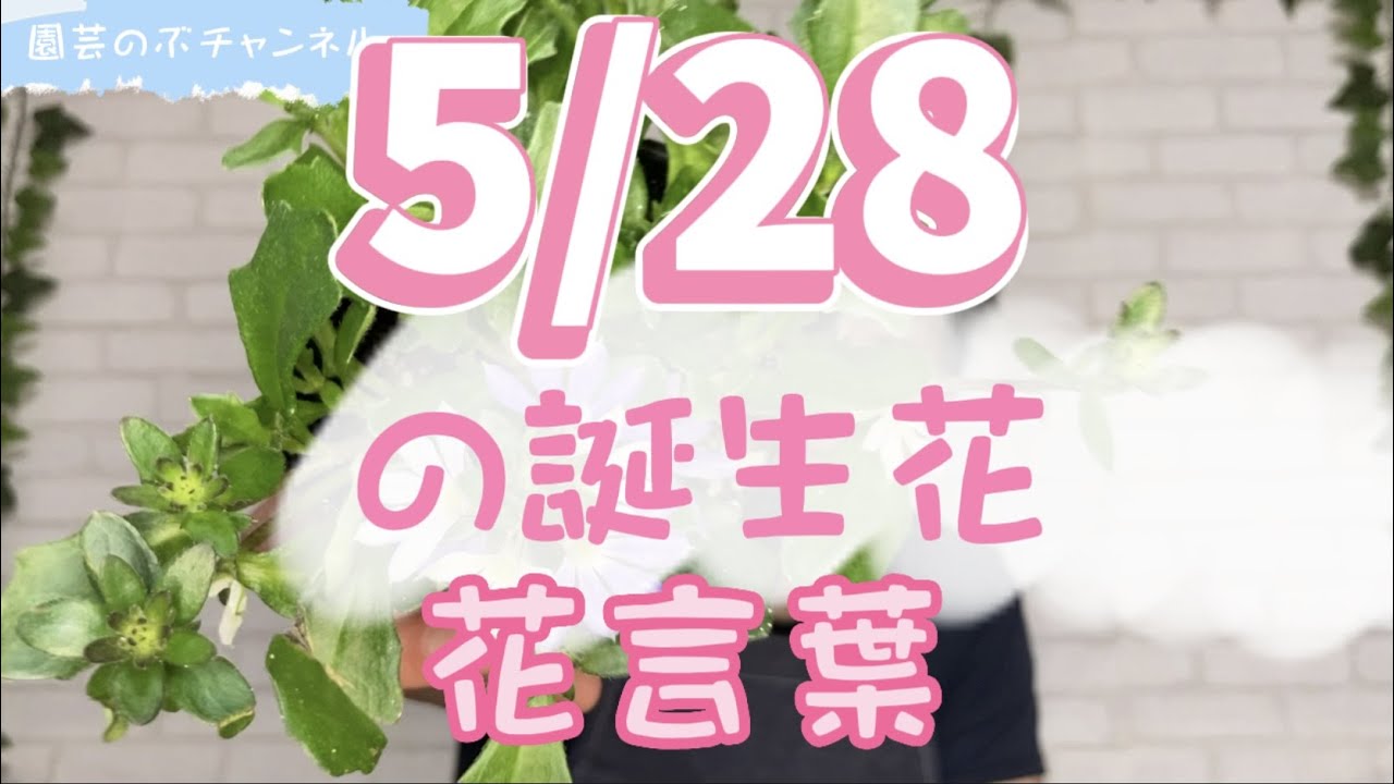 5/28の誕生花と花言葉【園芸のぶチャンネル】【5月】【28日