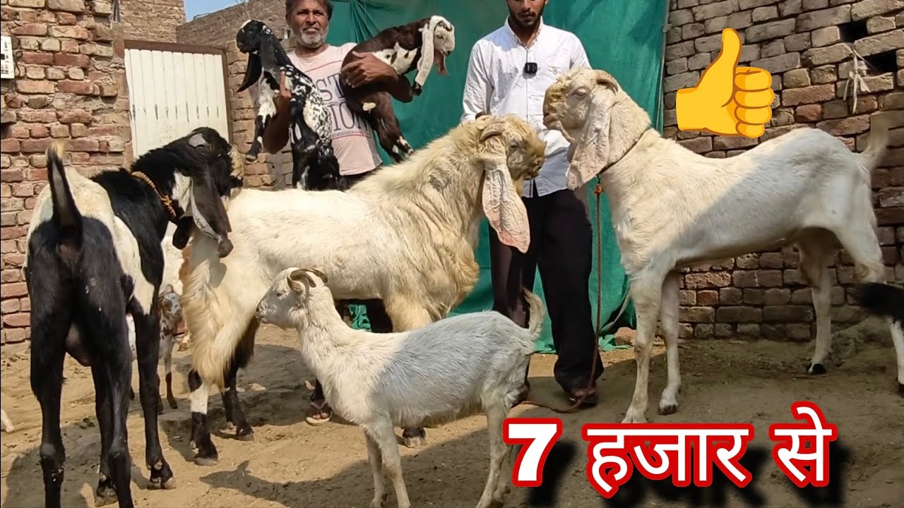 सस्ते बकरे बकरियां 👍ओपन रेट से बिकाऊ goat for sale 
