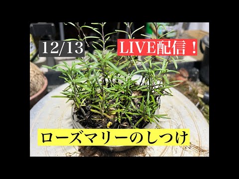 186 ローズマリーのしつけ。@bonsai1007 【超ミニ盆栽】 hqdefault