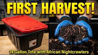 14 Gallon Worm Bin Harvest: Fast African Nightcrawler Castings! | Sep 23, 2026
