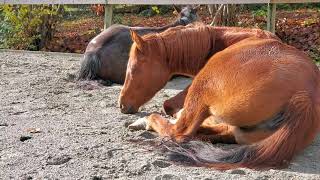 Sleepy Time With The Horses Finally