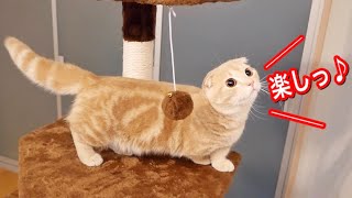 初めてのキャットタワーで興奮して遊ぶ猫が可愛すぎた...！