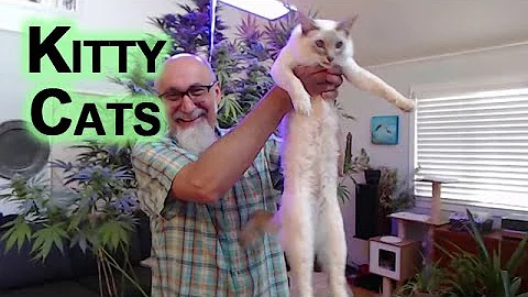 Watch the video about Kitty Cats