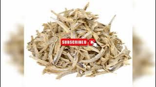 bunyi ikan bilis sebenar / suara bilis / ilmu sains lautan