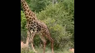 Giraffe&#39;s powerful kick like a boxer#shorts