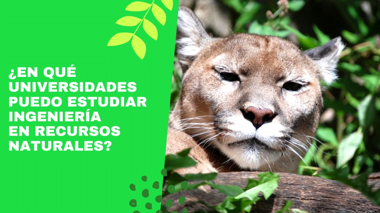 🔴ESTUDIAR INGENIERÍA EN RECURSOS NATURALES EN CHILE