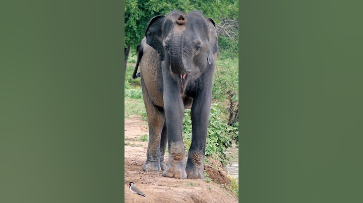 Asian elephant trumpet #wildanimals #shorts
