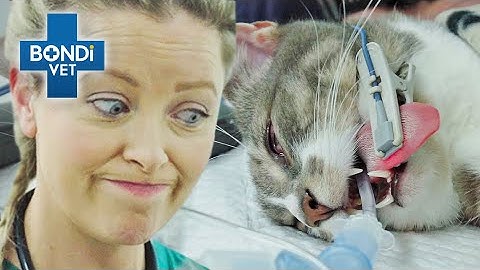 Cat Unable to Urinate has Vets Racing the Clock! ⏰ | Bondi Vet Clips | Bondi Vet