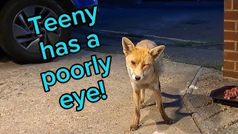 Poor Teeny! And Gracie is just so cute! ❤️ #fox #wildlife #cute #fyp #viralvideo #cubs