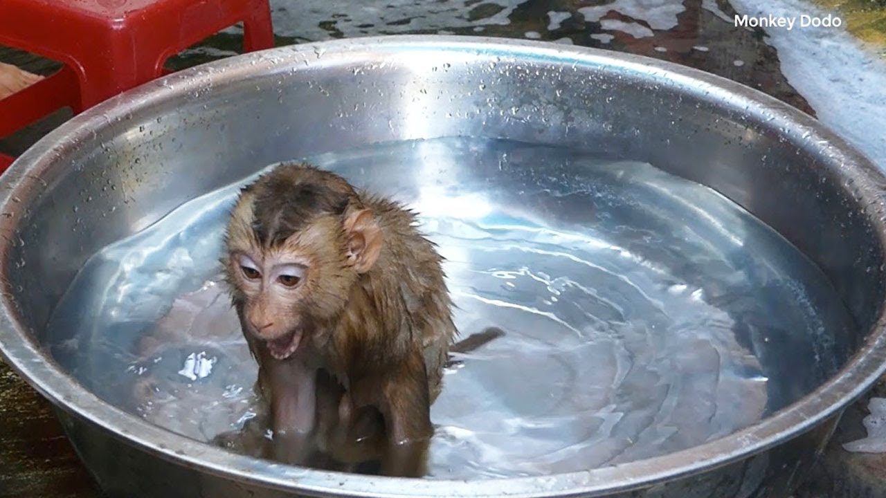 Dodo Obediently Sit Wait Mom Bathing For Him